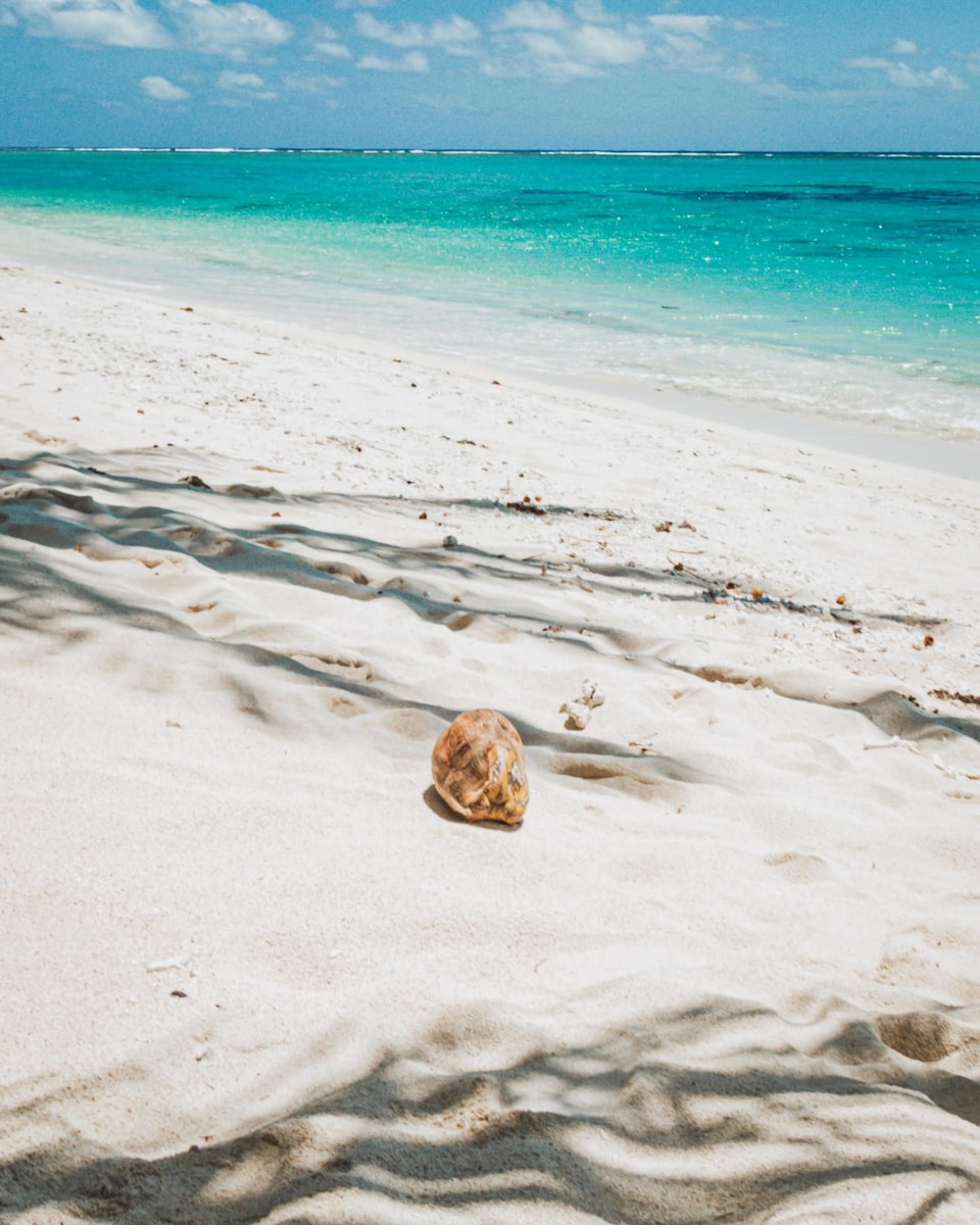 a shell on a sandy beach near the ocean